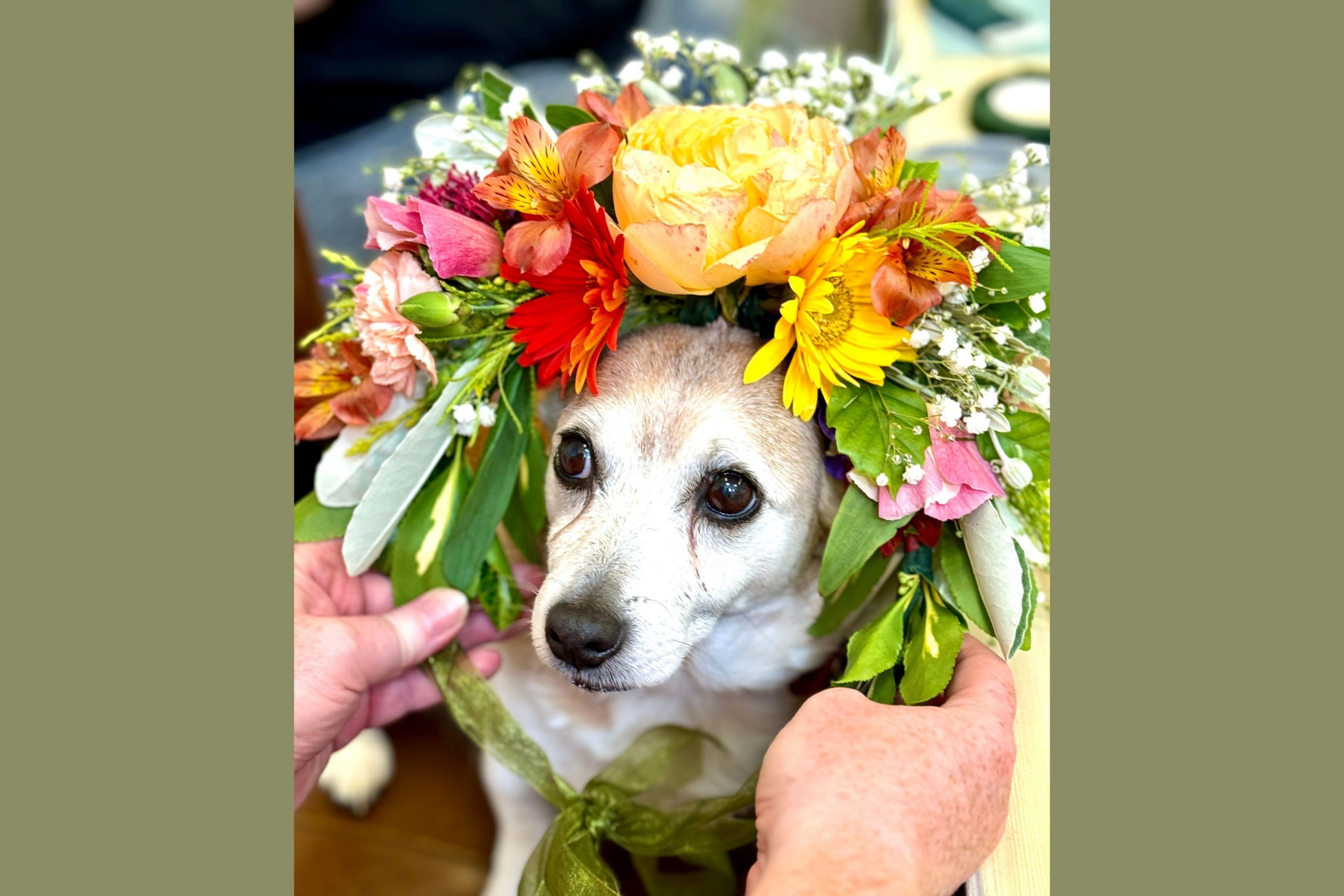 Rocky the star of the N Northumberland NAS cohort modelling a fresh flower crown 